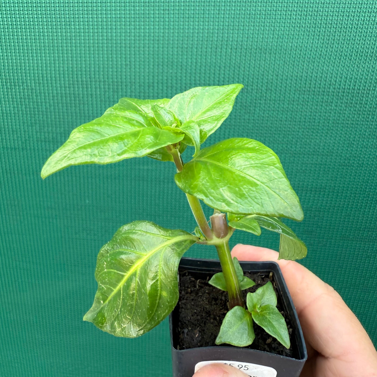 Mushroom Plant - Rungia klossii NEW