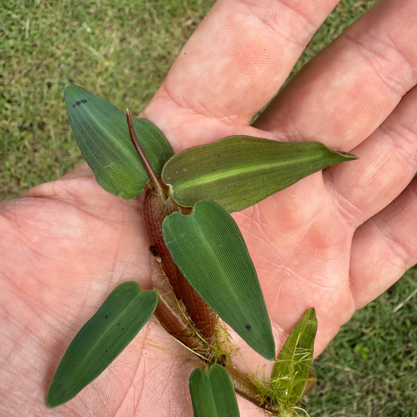 Floating Bamboo - Hygroryza Aristata NEW