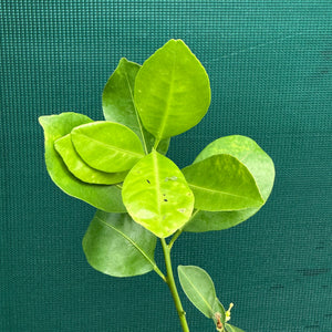 Kumkuat - Citrus japonica