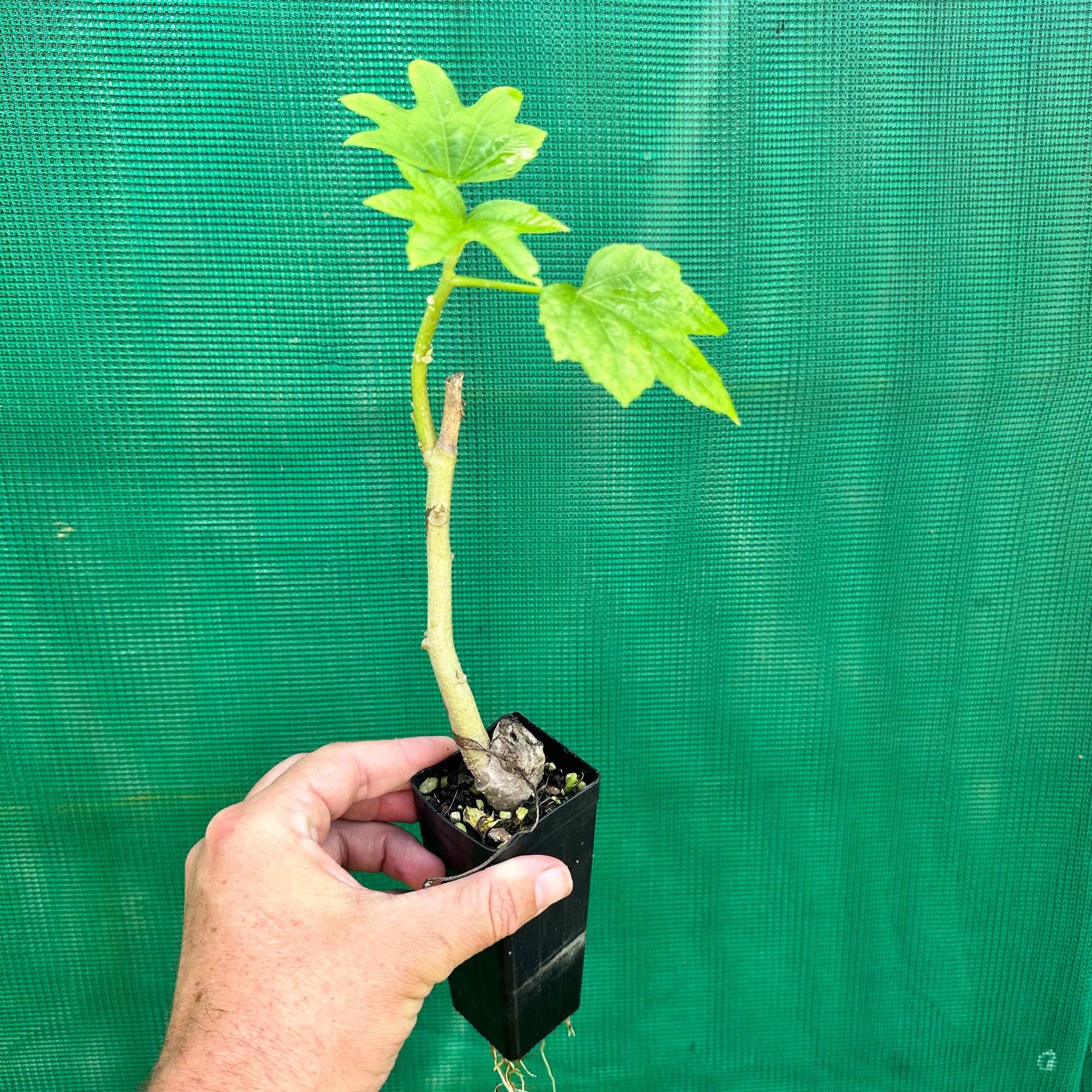 Aibika Hibiscus Spinach - Abelmoschus manihot NEW