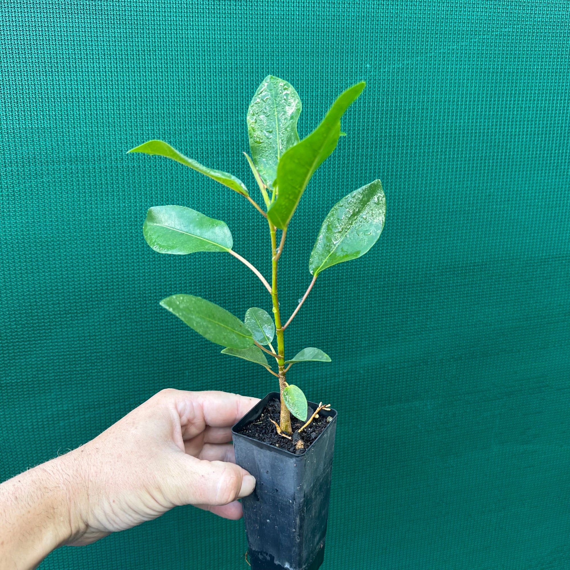 Moreton Bay Fig - Ficus macrophylla