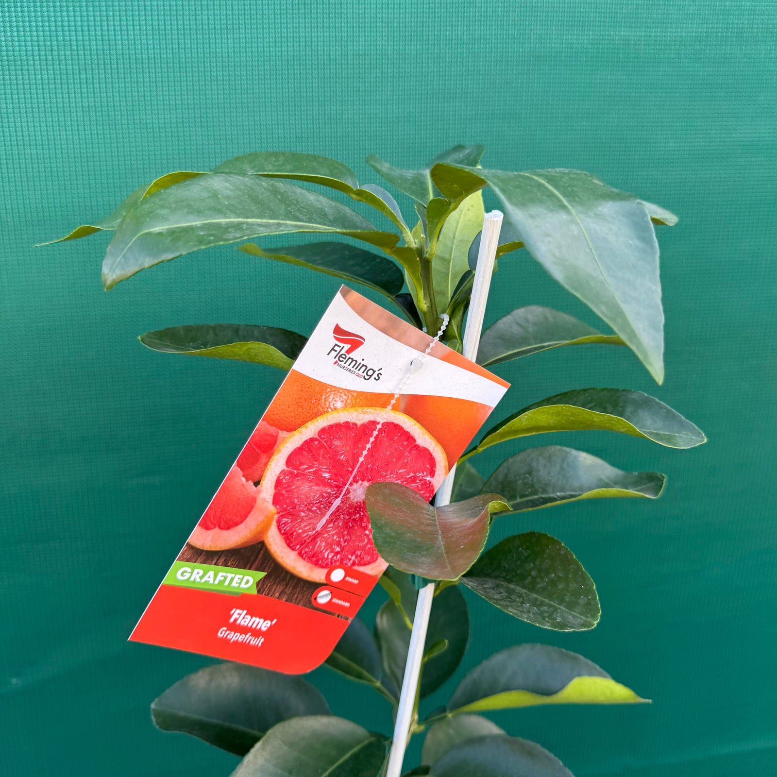 Grapefruit ‘Flame’ (Grafted) NEW