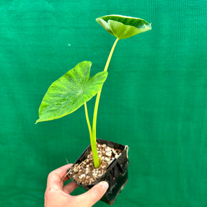 Taro - Bunlong NEW