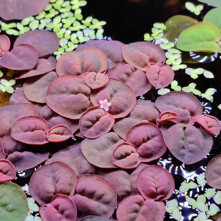 Red Root Floater - Phyllanthus fluitans NEW