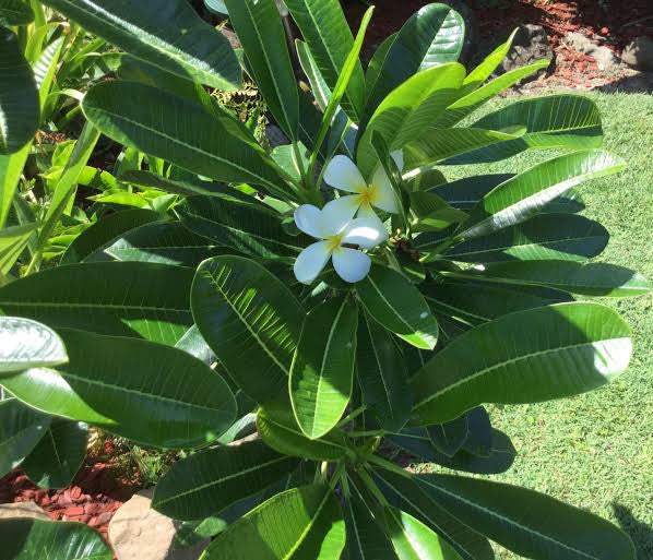 Frangipani - Plumeria Obtusa ‘Singapore Evergreen White’ NEW