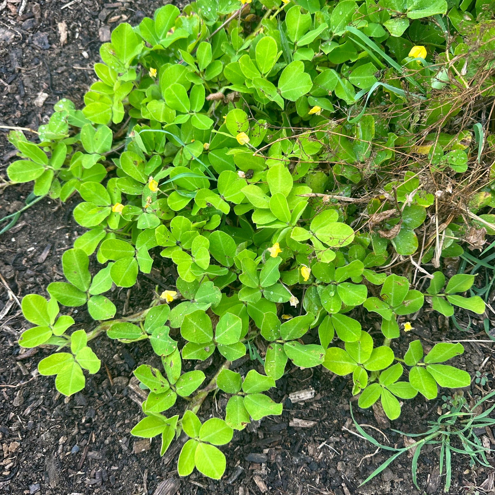 Pinto Peanut - Arachis pintoi