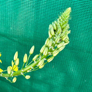 Bulbine Lily - Bulbine bulbosa NEW