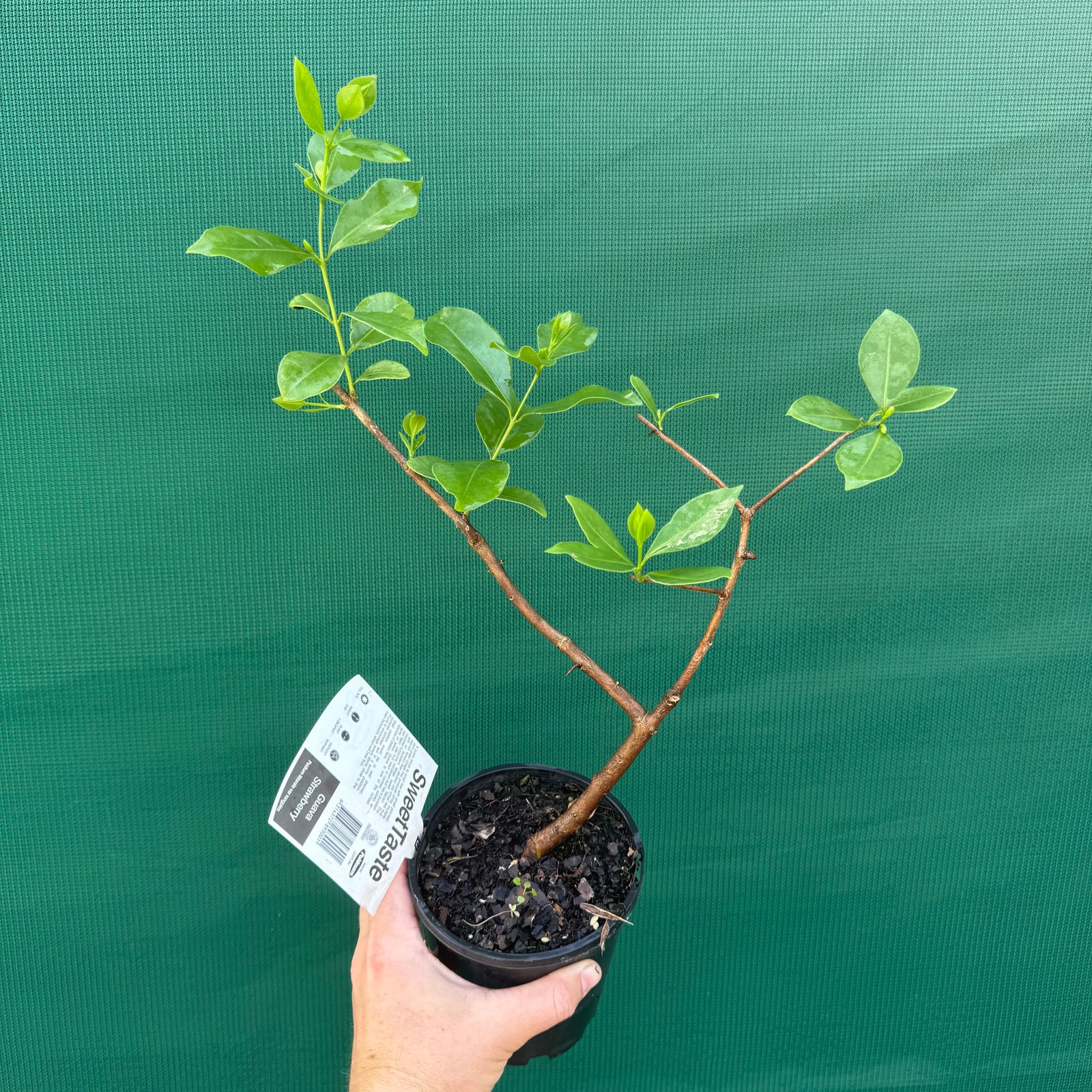 Guava ‘Strawberry’ NEW