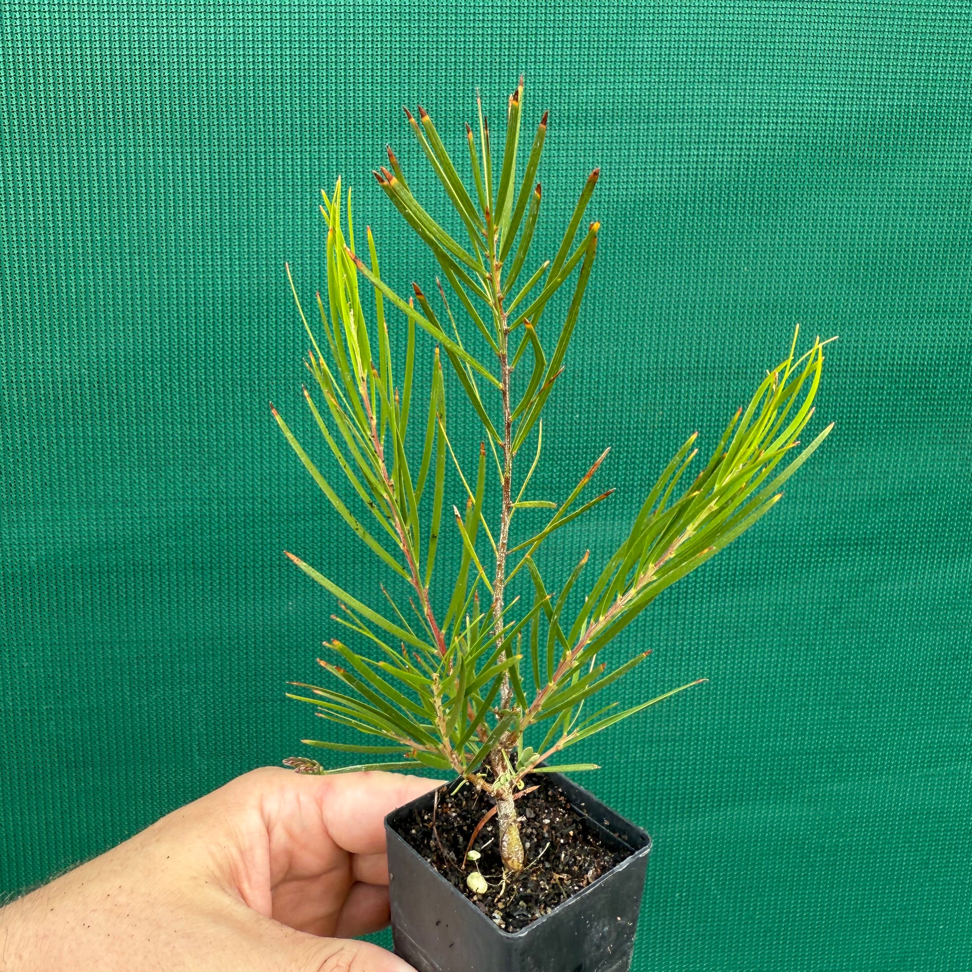 Acacia floribunda NEW
