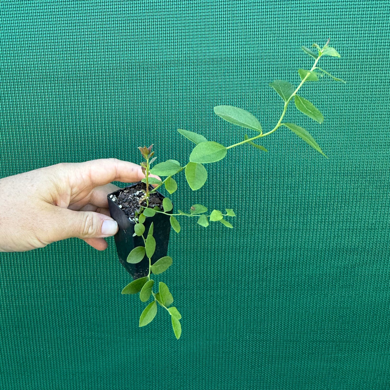 Blueberry ‘Premier’ NEW