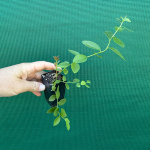 Blueberry ‘Premier’ NEW