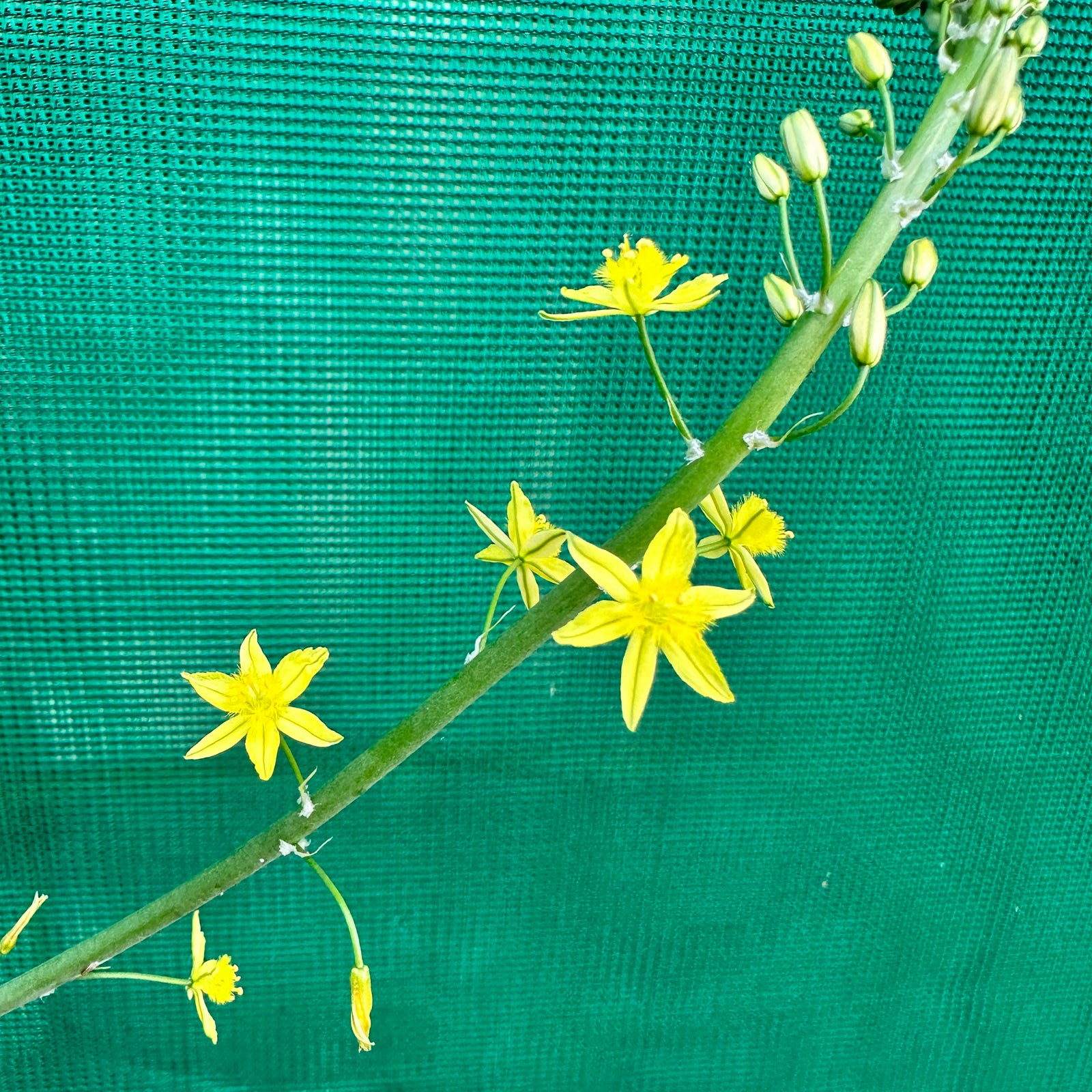 Bulbine Lily - Bulbine bulbosa