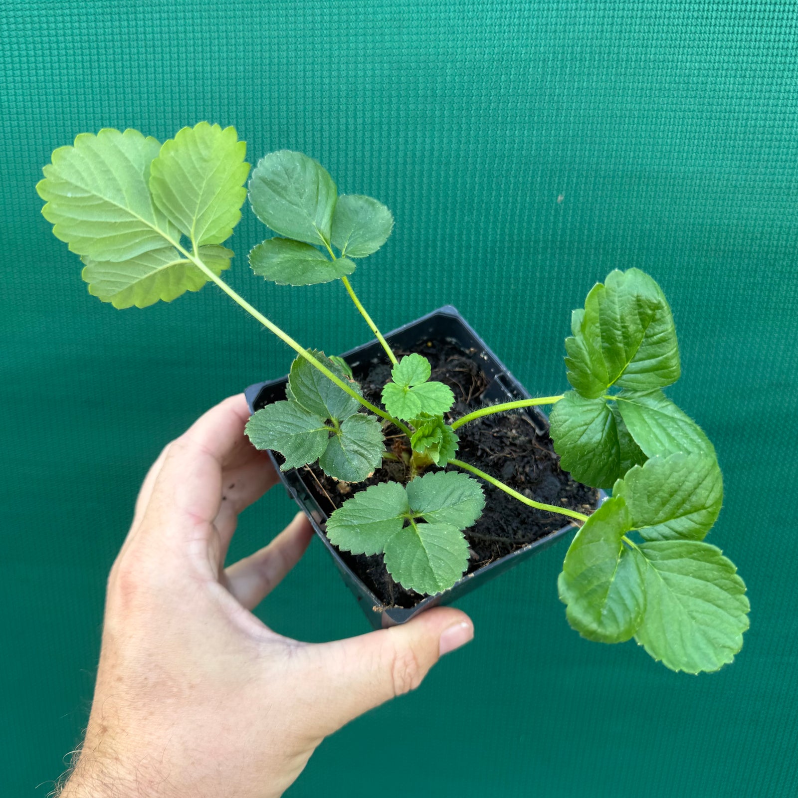 Strawberry - Sweetie NEW