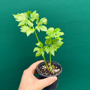 Perpetual Celery (Apium graveolens var. secalinum) NEW