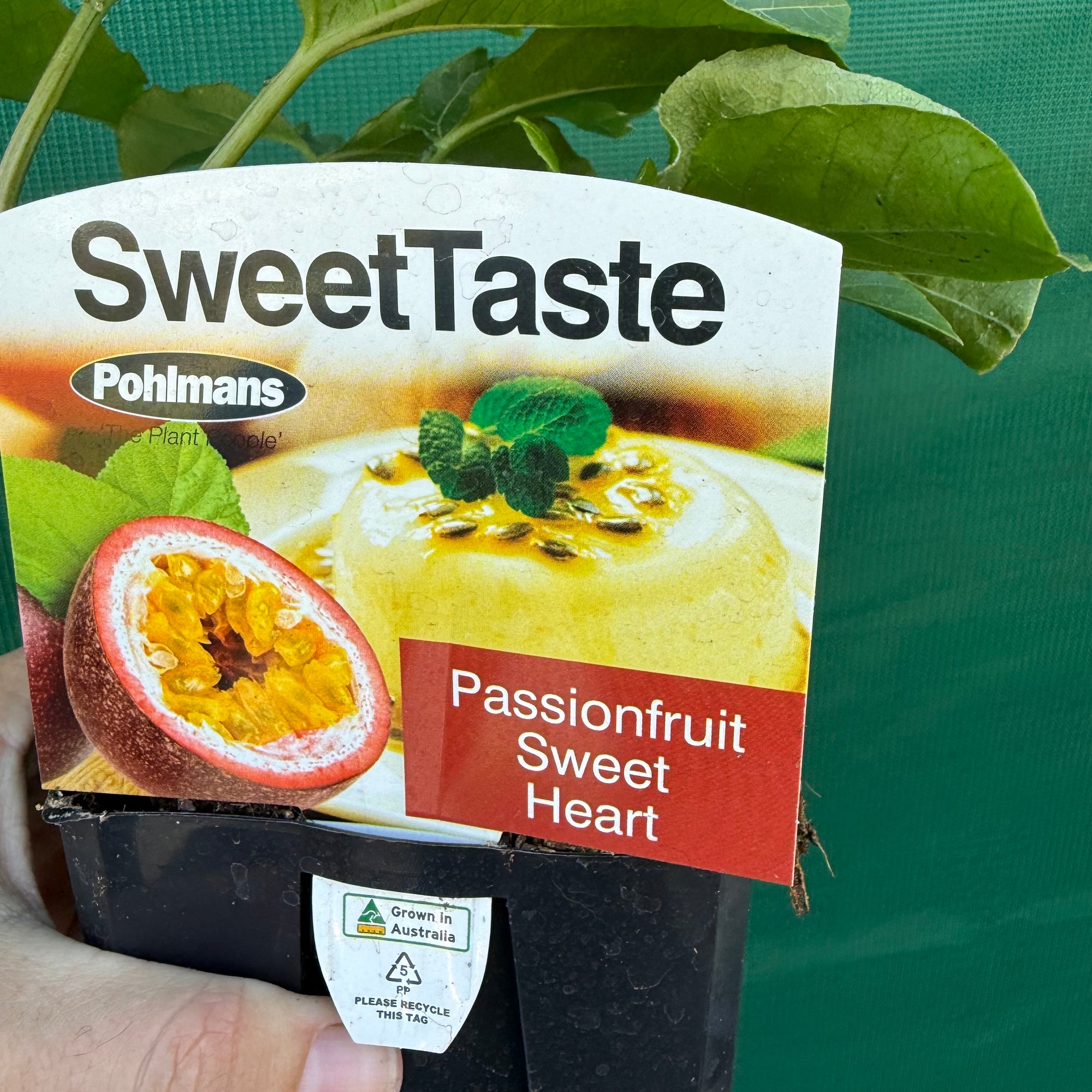 Passion Fruit ‘Sweet Heart’ NEW