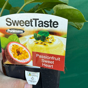 Passion Fruit ‘Sweet Heart’ NEW