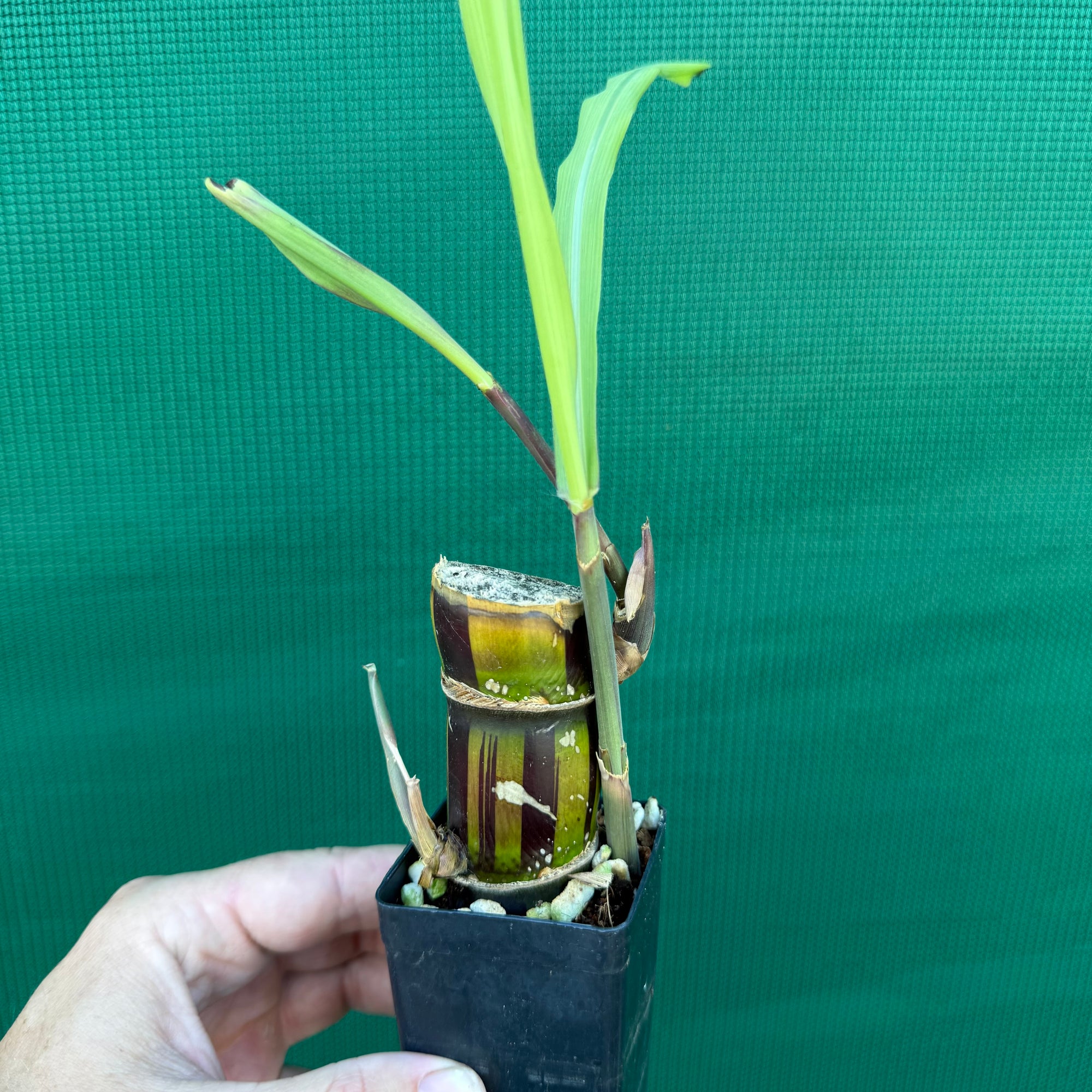 Sugar Cane ‘Striped’ NEW