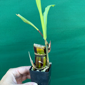 Sugar Cane ‘Striped’ NEW