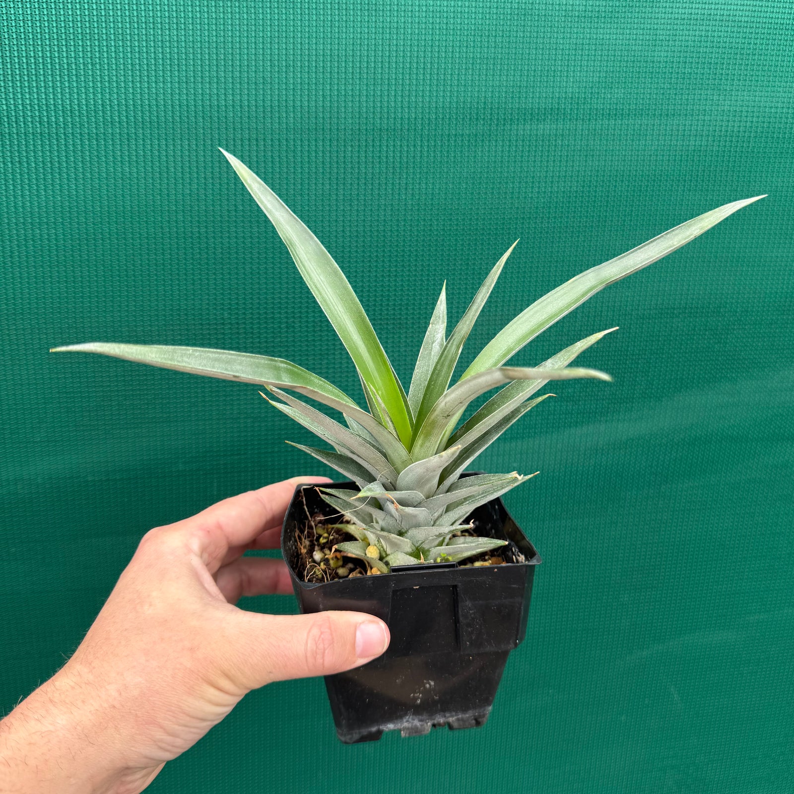 Pineapple ‘F180’ NEW