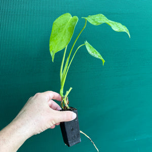 Monstera deliciosa ‘Fruit Salad’ NEW