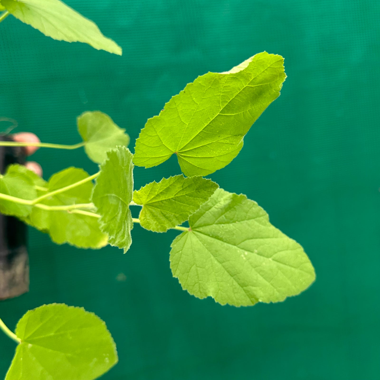 Marshmallow - Althaea officinalis NEW