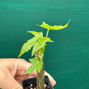 Chaya - Cnidoscolus aconitifolius New