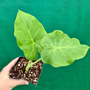 Taro - Tahitian NEW