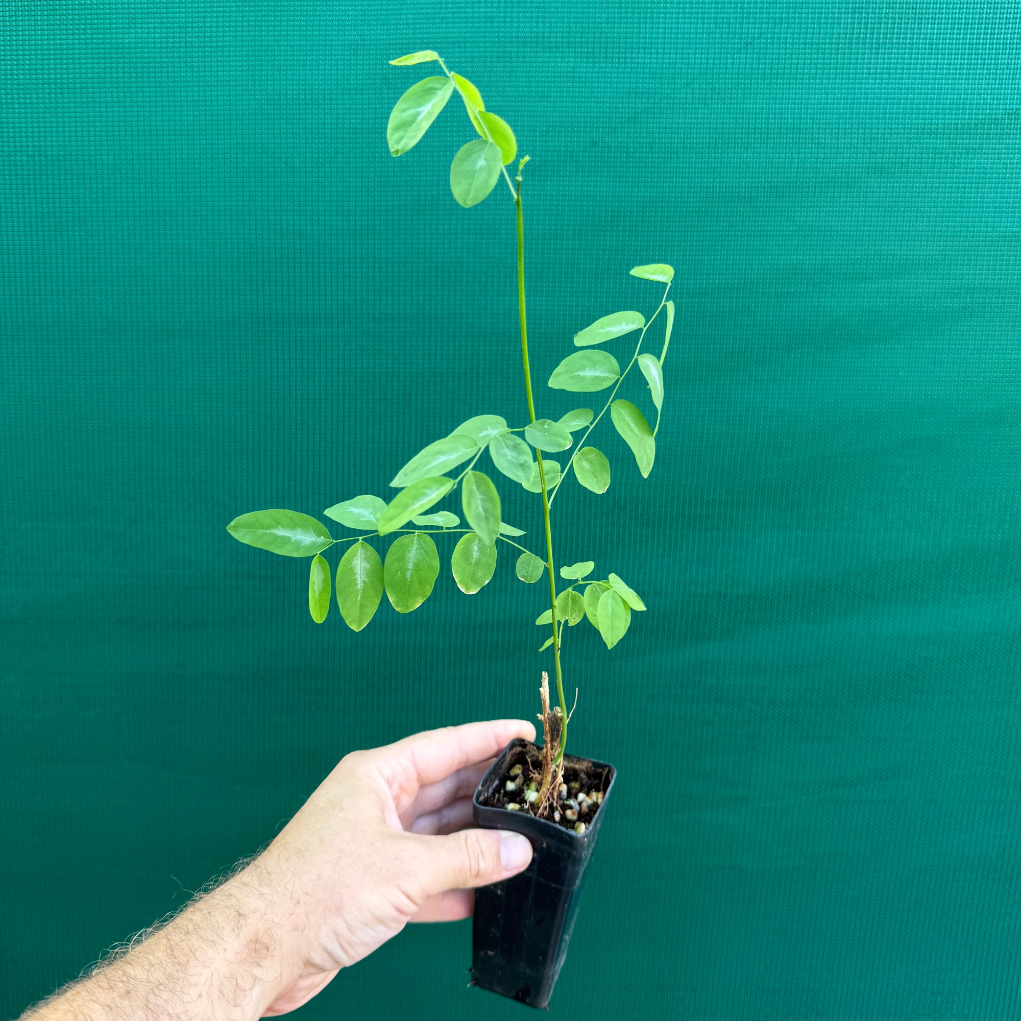 Sweet Leaf Bush - Sauropus androgynus NEW