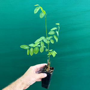 Sweet Leaf Bush - Sauropus androgynus NEW