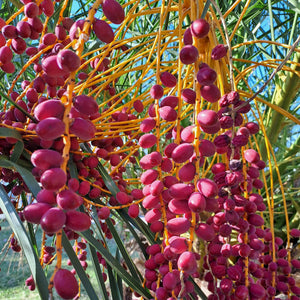 Canary Island Date Palm - Phoenix canariensis NEW