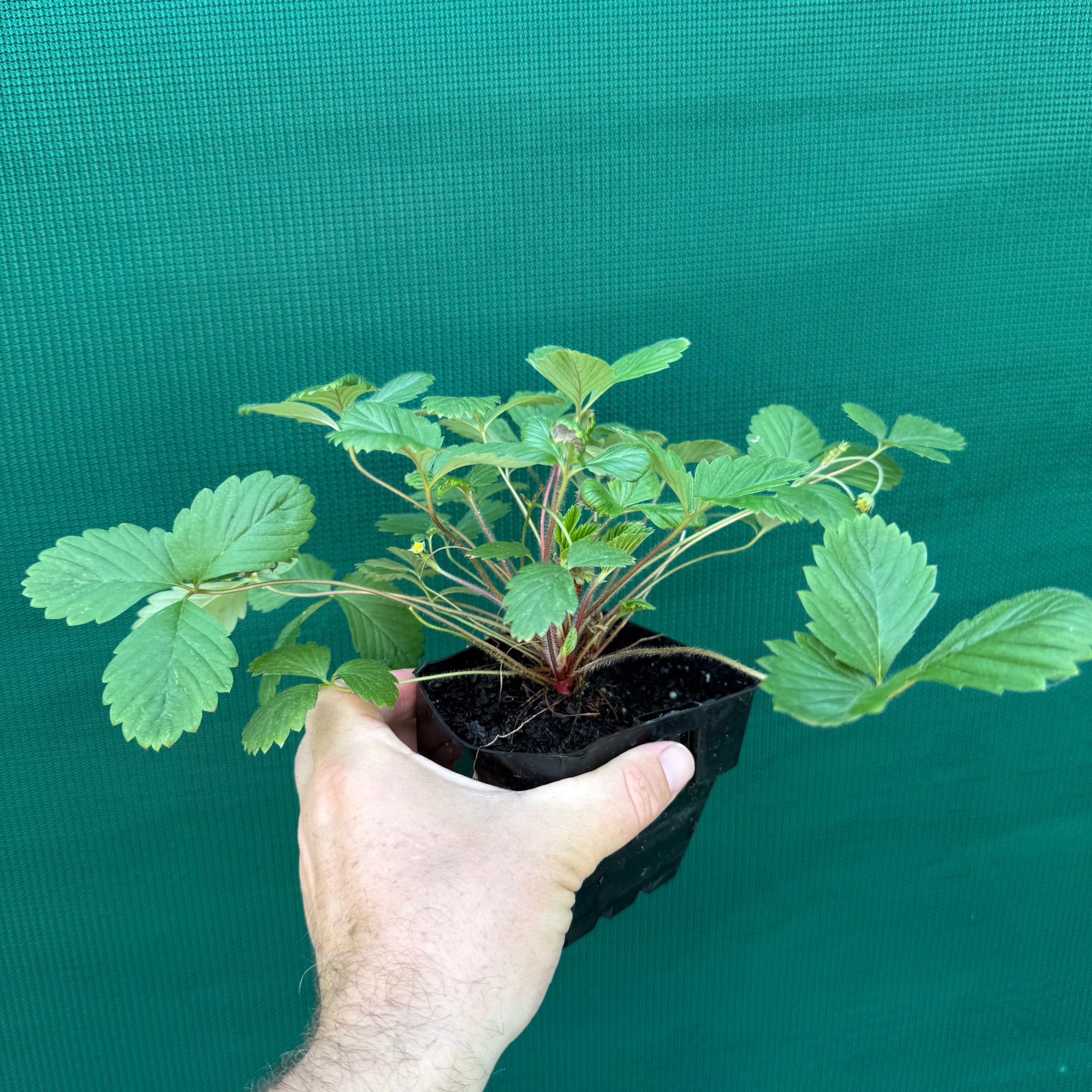 Strawberry - Alpine NEW