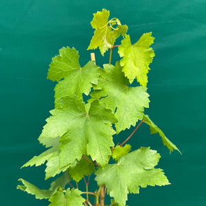 Grape ‘Red Globe’ NEW