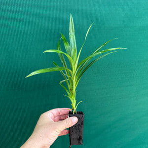 Pandanus tectorius NEW