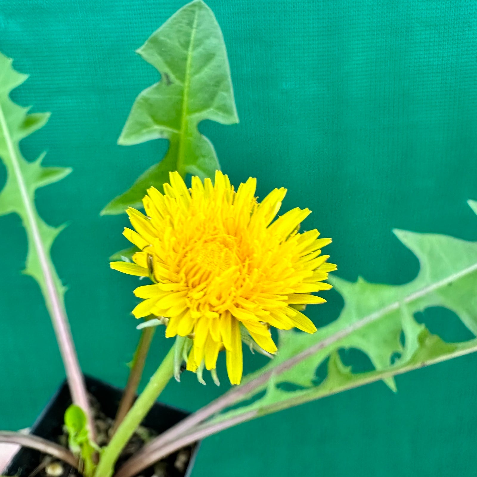 Dandelion - Taraxacum
