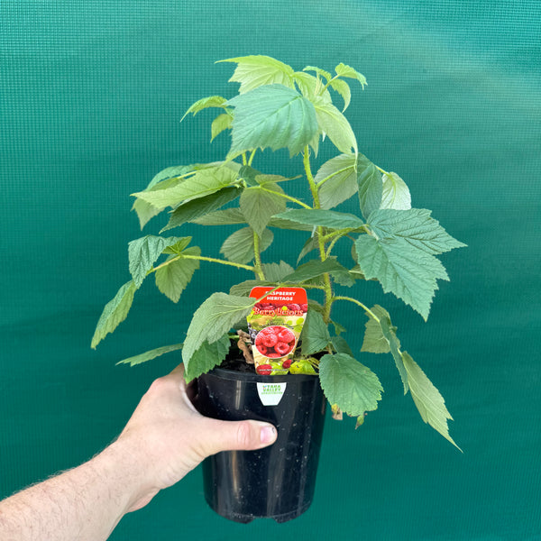 Raspberry Heritage - Rubus idaeus - Edible Jungle Nursery