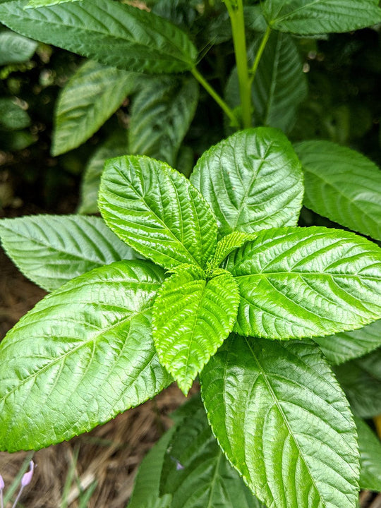 Egyptian Spinach - Corchorus olitorius NEW