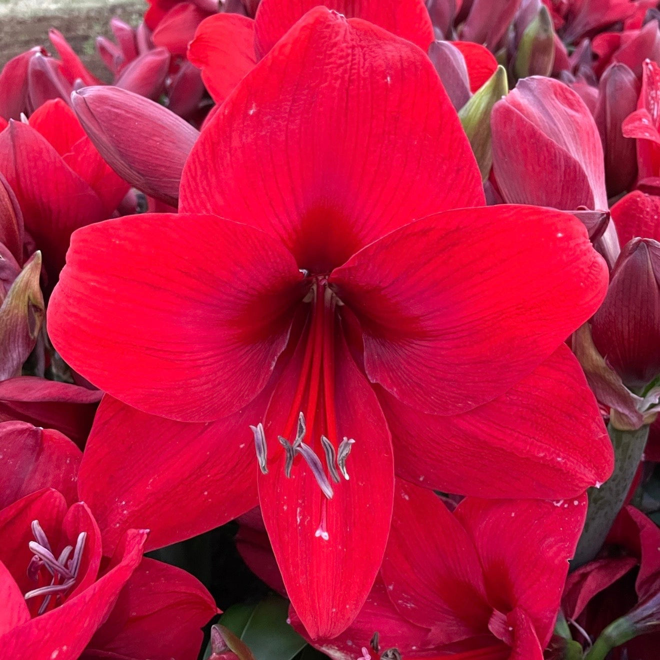 Hippeastrum ‘Top Choice’ NEW