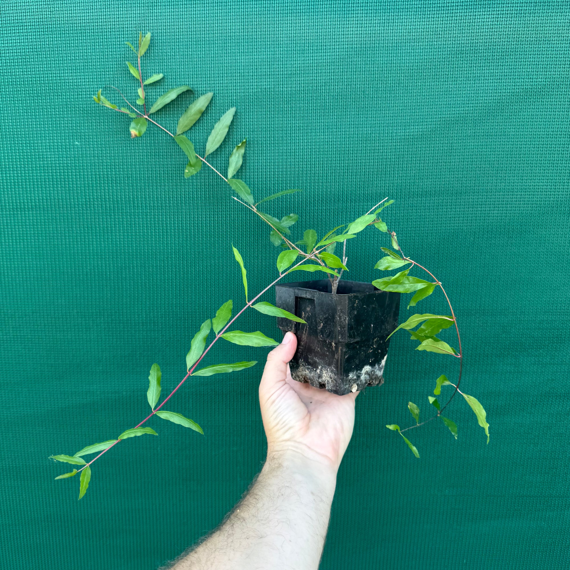 Pomegranate ‘Black’ NEW