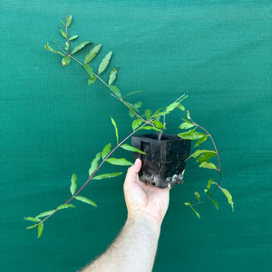 Pomegranate ‘Black’ NEW