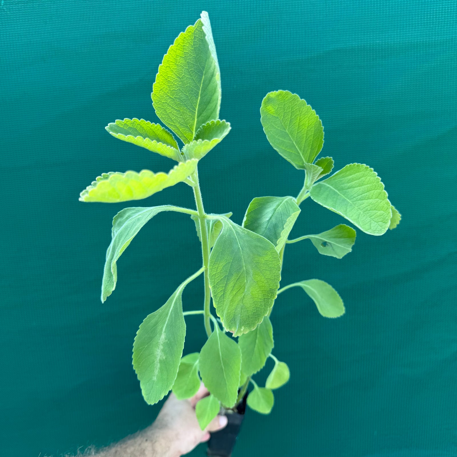 Indian Coleus - Coleus forsskohlii NEW