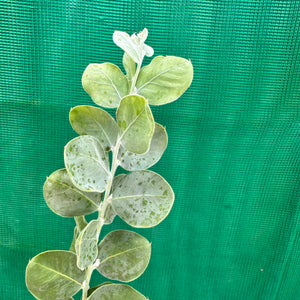 Queensland Silver Wattyl - Acacia podalyriifolia