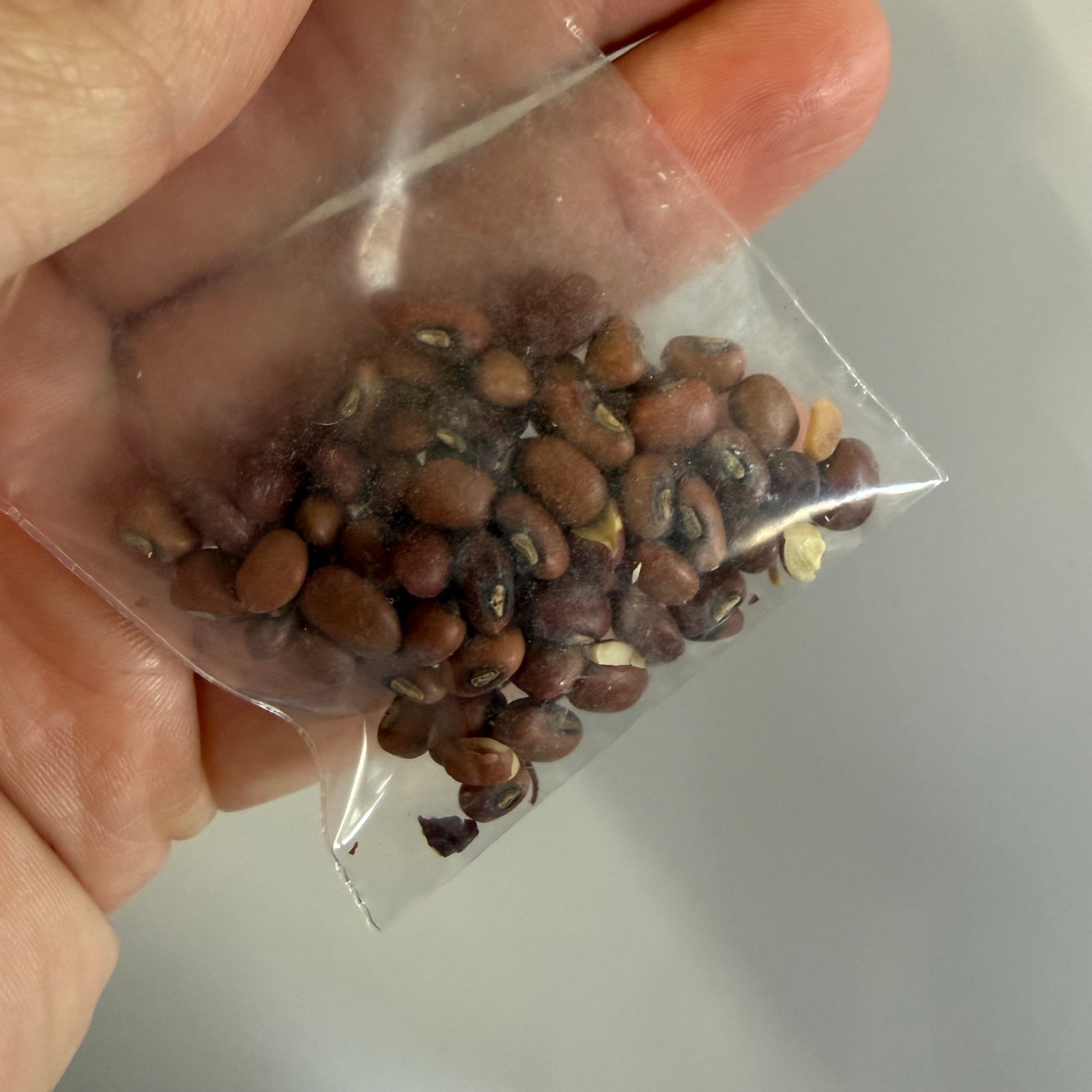 Red Cowpea (Vigna unguiculata) NEW