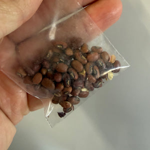 Red Cowpea (Vigna unguiculata) NEW