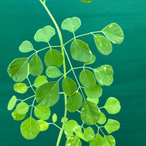 Moringa - Moringa oleif NEW
