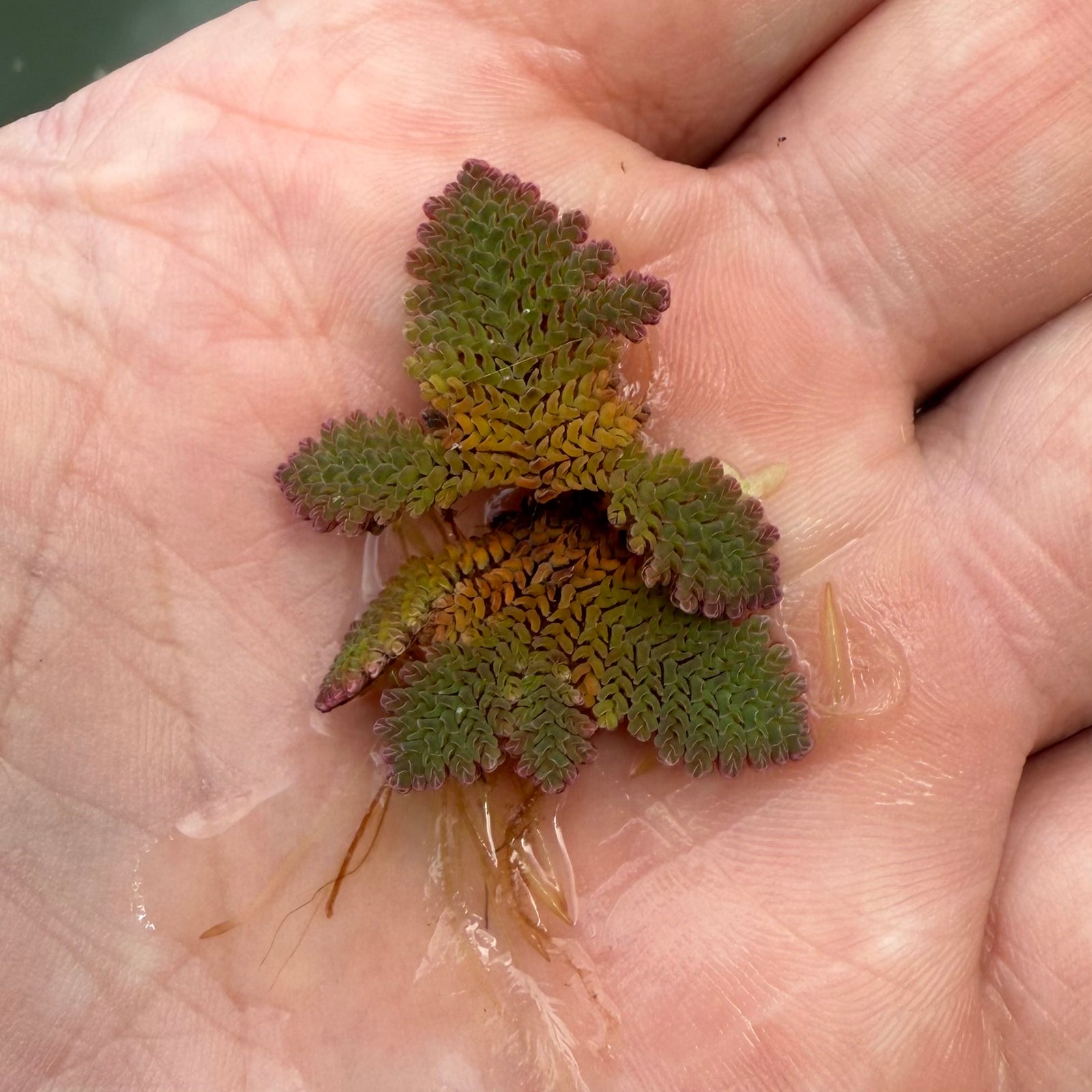 Fire Red Azolla  NEW
