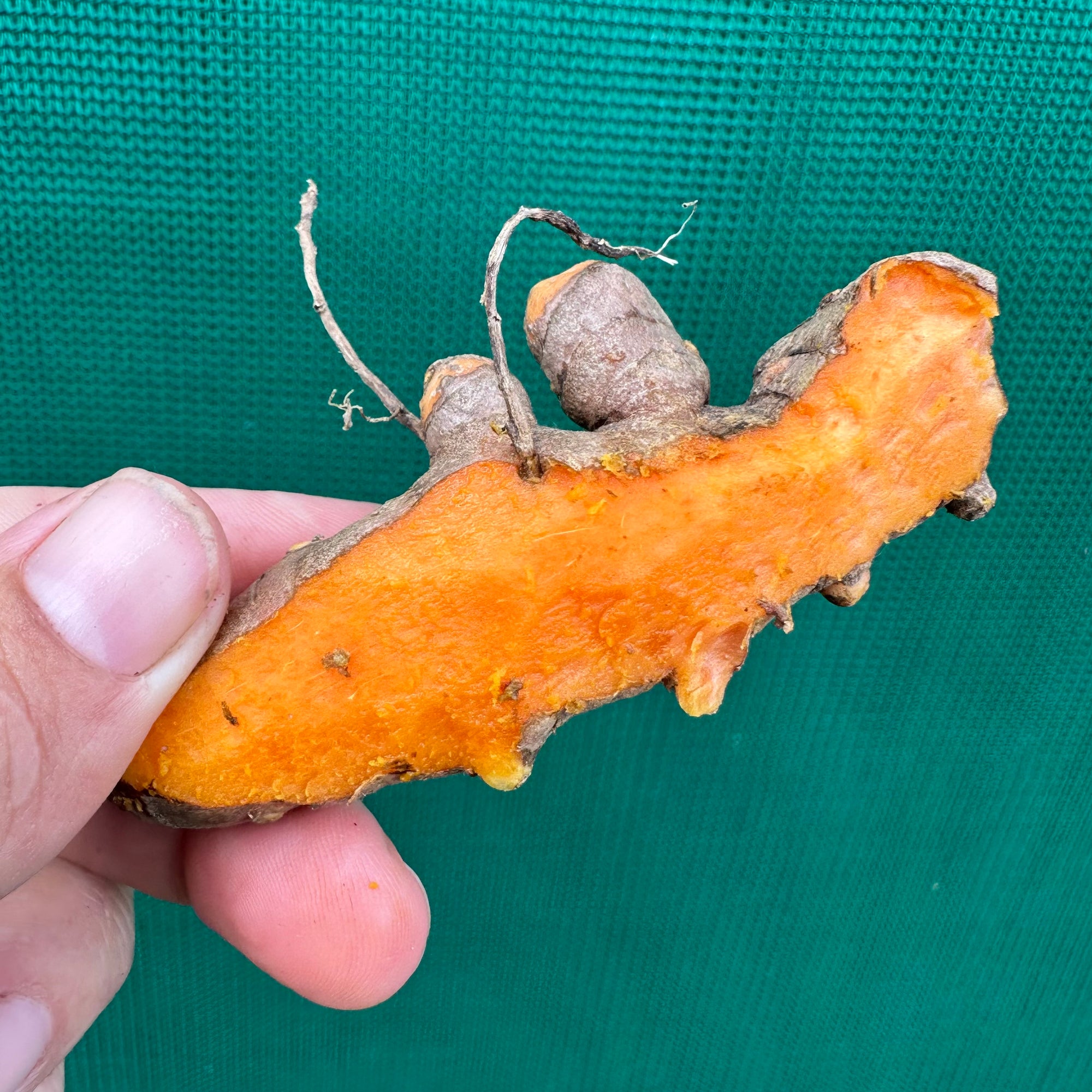 Tumeric - Madras
