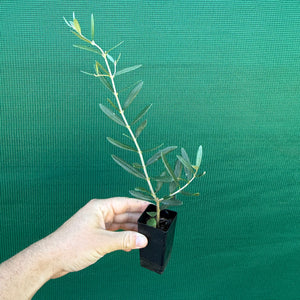 Olive ‘Tolley’s Upright’ NEW