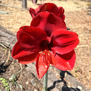 Hippeastrum ‘Ferrari’