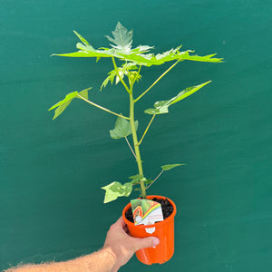 Red Papaya (Self Pollinating) NEW