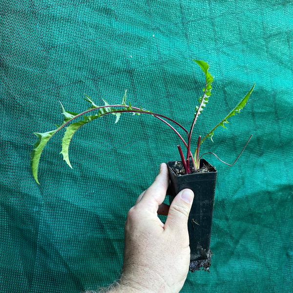 Red Rib Chicory - Edible Jungle Nursery